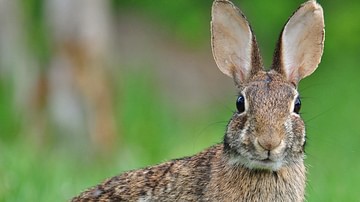 Rabbit Tales of the Cherokee