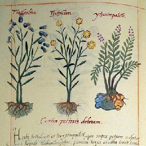 Page from The Badianus Codex, an Aztec book of herbal medicine showing several plants.