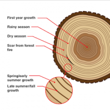 Graphic of a tree crosscut showing rings